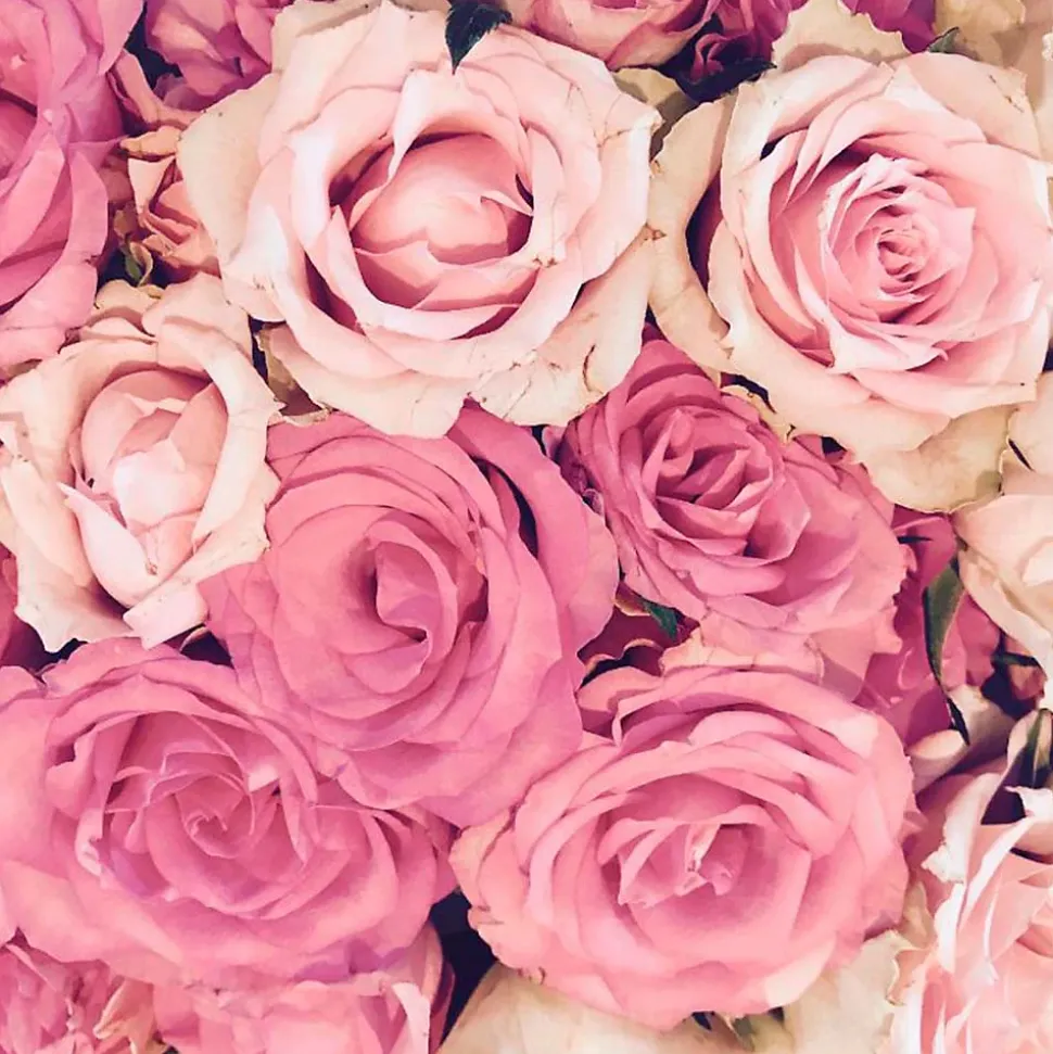 Parfum Bed of Roses pour lampe catalytique (200 ml) - Élimine les mauvaises odeurs et les impuretés, parfume et nettoie