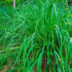 Parfum Citronnelle pour lampe catalytique (500 ml) - Élimine les mauvaises odeurs, parfume et nettoie l'environnement
