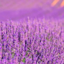 Parfum Lavender Expression pour lampe catalytique (200 ml) - Élimine les mauvaises odeurs, parfume et nettoie l'environnement