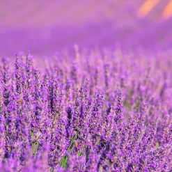 Parfum Lavender Expression pour lampe catalytique (500 ml) - Élimine les mauvaises odeurs, parfume et nettoie l'environnement