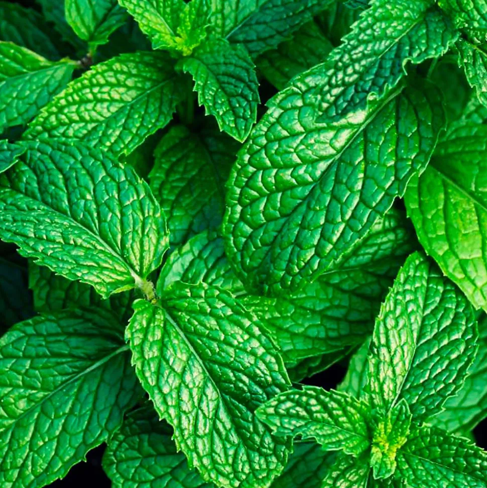 Parfum Mountain Mint pour lampe catalytique (200 ml) - Élimine les mauvaises odeurs, parfume et nettoie l'environnement