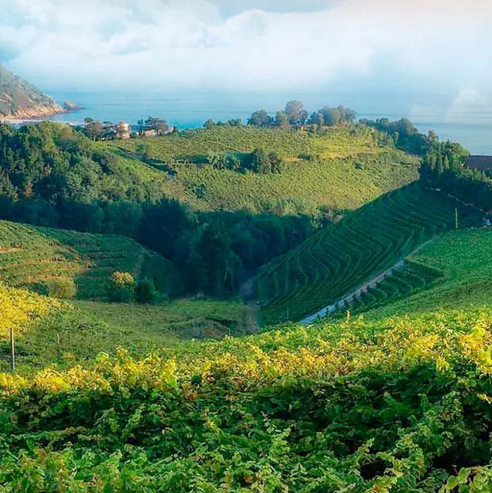 Parfum Provence Breeze pour lampe catalytique (500 ml) - Élimine les mauvaises odeurs, parfume et nettoie l'environnement