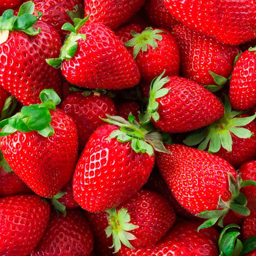 Parfum Wild Strawberry pour lampe catalytique (500 ml) - Élimine les mauvaises odeurs, parfume et nettoie l'environnement