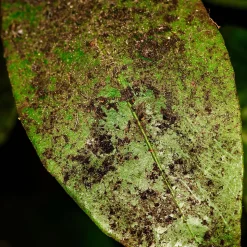 SOLU'CONTROL - Savon Noir Naturel Concentré, 1L, Nettoyant, enlève le miellat et les pucerons