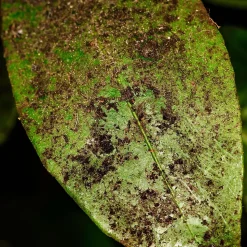 SOLU'CONTROL - Savon Noir Naturel Concentré, 5L, Nettoyant, enlève le miellat et les pucerons