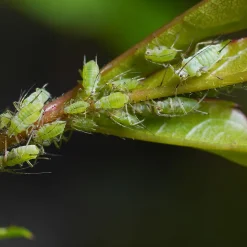 SOLU'CONTROL - Savon Noir Naturel Concentré, 5L, Nettoyant, enlève le miellat et les pucerons